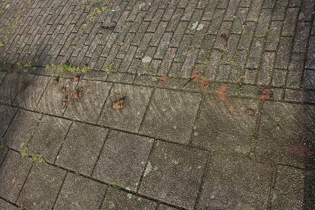 ZwolsePoepStoep