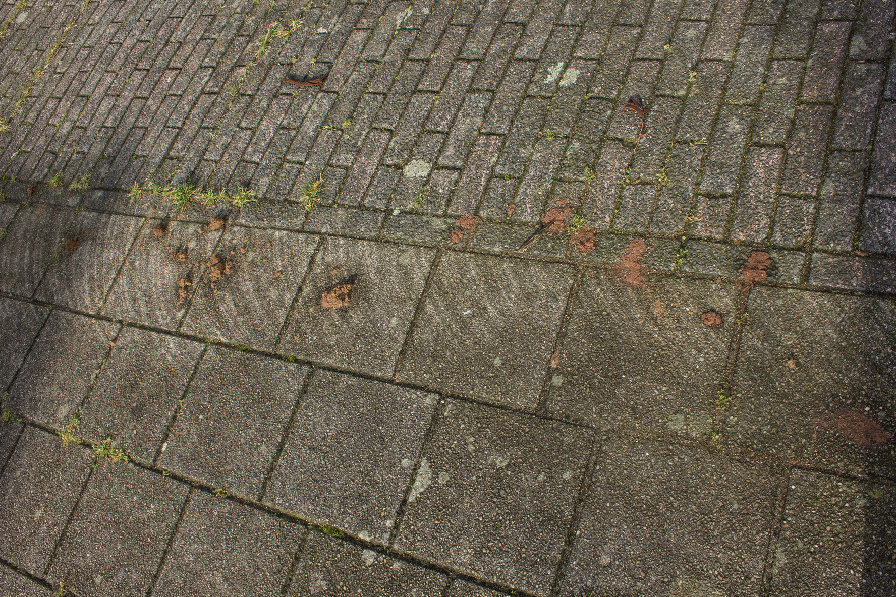 ZwolsePoepStoep